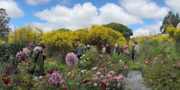 De Raíz en Tandíl: El refugio de Mingo donde los yuyos tienen permiso para expresarse
