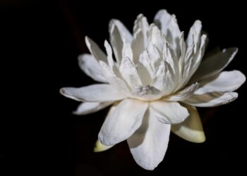 El jardín del Museo de Arte Decorativo: Un ecosistema vivo que suma arte botánico