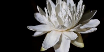 El jardín del Museo de Arte Decorativo: Un ecosistema vivo que suma arte botánico