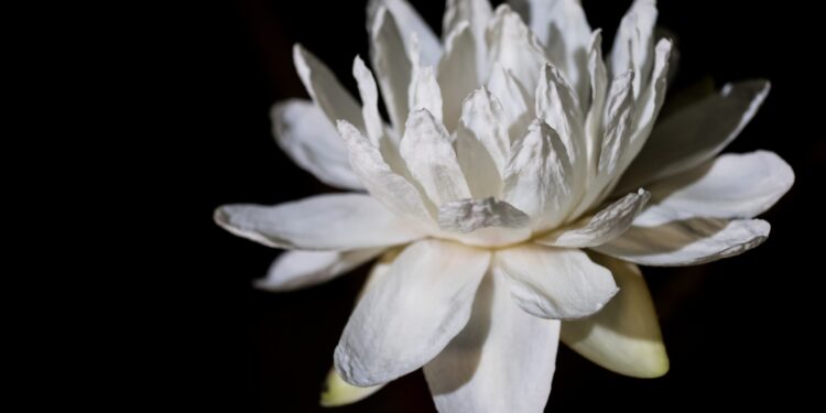 El jardín del Museo de Arte Decorativo: Un ecosistema vivo que suma arte botánico