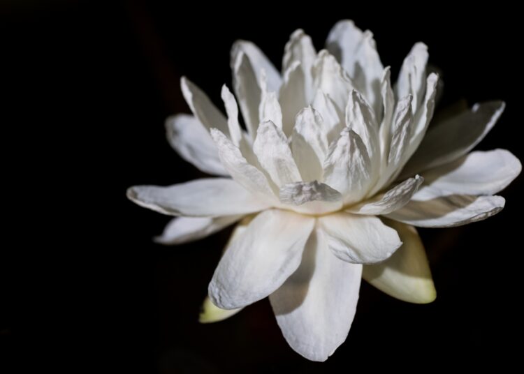 El jardín del Museo de Arte Decorativo: Un ecosistema vivo que suma arte botánico