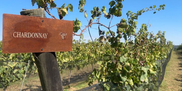 Bodega Gamboa: Paisajismo, fuegos y el sueño del viñedo propio a pocos kilómetros de la ciudad