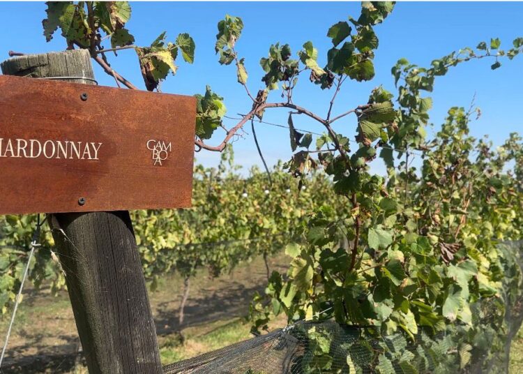Bodega Gamboa: Paisajismo, fuegos y el sueño del viñedo propio a pocos kilómetros de la ciudad
