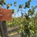 Bodega Gamboa: Paisajismo, fuegos y el sueño del viñedo propio a pocos kilómetros de la ciudad