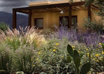 Plantas nativas: las que mejor funcionan con poca agua (y son cada vez mas elegidas por paisajistas)