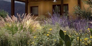 Plantas nativas: las que mejor funcionan con poca agua (y son cada vez mas elegidas por paisajistas)