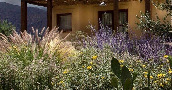Plantas nativas: las que mejor funcionan con poca agua (y son cada vez mas elegidas por paisajistas)