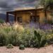 Plantas nativas: las que mejor funcionan con poca agua (y son cada vez mas elegidas por paisajistas)
