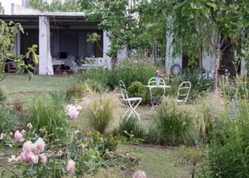 5 plantas nativas argentinas que son tendencia en paisajismo 2026