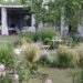 5 plantas nativas argentinas que son tendencia en paisajismo 2026