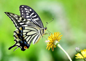 Por qué los polinizadores necesitan que “les hagamos un lugar” en el paisaje agrícola