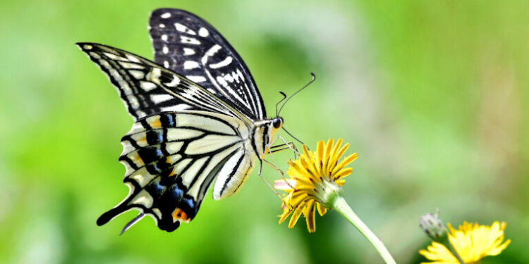 Por qué los polinizadores necesitan que “les hagamos un lugar” en el paisaje agrícola