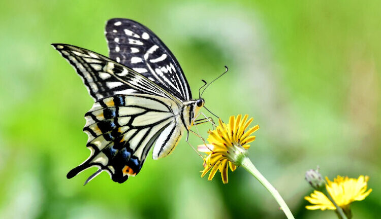 Por qué los polinizadores necesitan que “les hagamos un lugar” en el paisaje agrícola