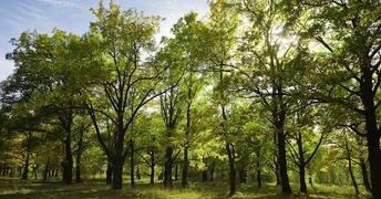 Guía de compra: Cómo saber si un árbol es de buena calidad antes de plantarlo