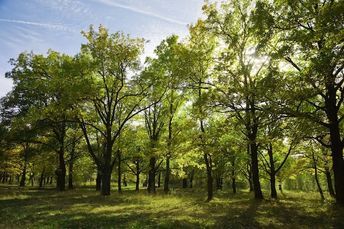 Guía de compra: Cómo saber si un árbol es de buena calidad antes de plantarlo