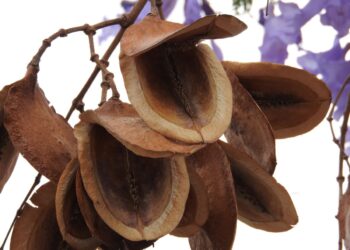 Cómo germinar semillas de Jacarandá y rescatar los brotes que ya tenés en la vereda