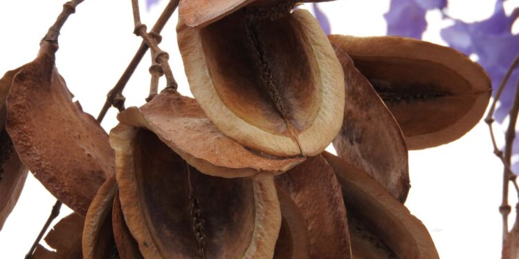 Cómo germinar semillas de Jacarandá y rescatar los brotes que ya tenés en la vereda
