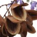 Cómo germinar semillas de Jacarandá y rescatar los brotes que ya tenés en la vereda