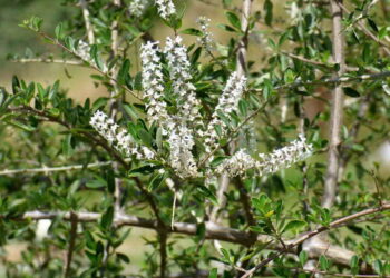 Cedrón de monte: una planta aromática que cuida tu jardín y atrae la fauna