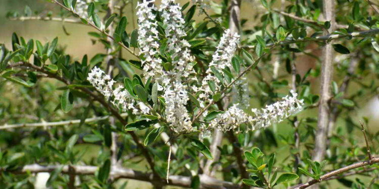 Cedrón de monte: una planta aromática que cuida tu jardín y atrae la fauna