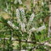 Cedrón de monte: una planta aromática que cuida tu jardín y atrae la fauna