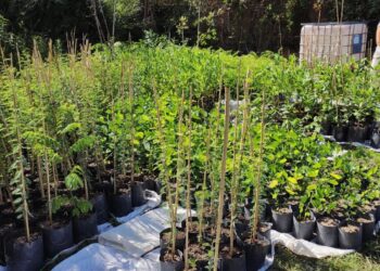 Madera con nativas: el boom de producir con el paisaje a favor