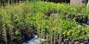 Madera con nativas: el boom de producir con el paisaje a favor