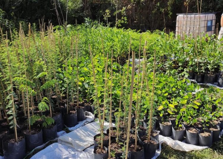 Madera con nativas: el boom de producir con el paisaje a favor