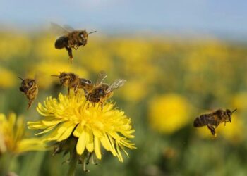 Sorprendente: La producción de miel podría ser récord y los apicultores valoran cambios positivos en una agricultura que antes acusaban de ser “asesina de abejas”