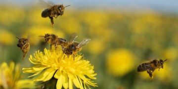 Sorprendente: La producción de miel podría ser récord y los apicultores valoran cambios positivos en una agricultura que antes acusaban de ser “asesina de abejas”