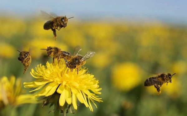 Sorprendente: La producción de miel podría ser récord y los apicultores valoran cambios positivos en una agricultura que antes acusaban de ser “asesina de abejas”