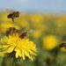 Sorprendente: La producción de miel podría ser récord y los apicultores valoran cambios positivos en una agricultura que antes acusaban de ser “asesina de abejas”