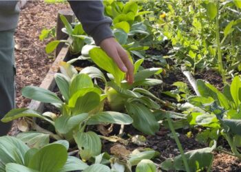 La revolución de la autonomía: ¿Es posible vivir de lo que cultivamos?