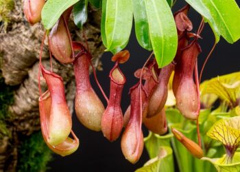 Nepenthes: la planta carnívora que puede atrapar hasta ratones