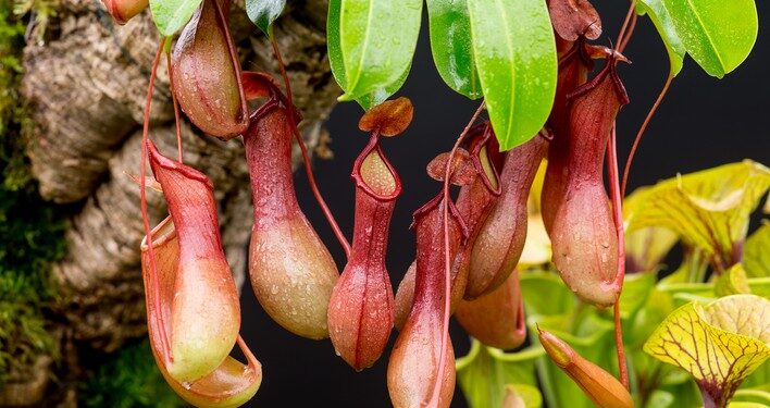 Nepenthes: la planta carnívora que puede atrapar hasta ratones