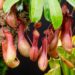 Nepenthes: la planta carnívora que puede atrapar hasta ratones