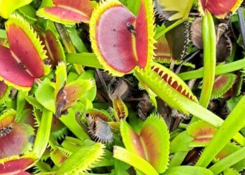 Venus atrapamoscas: cómo cuidar la planta carnívora más famosa