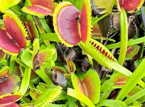 Venus atrapamoscas: cómo cuidar la planta carnívora más famosa