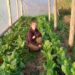 Buen manejo, experiencia y mucho trabajo detrás de Las Bayas huerta orgánica