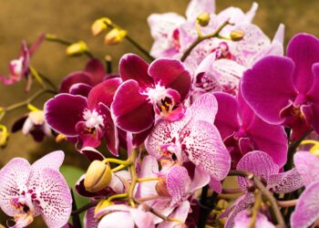 Cómo trasplantar orquídeas paso a paso