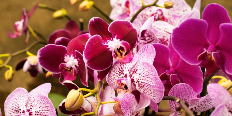 Cómo trasplantar orquídeas paso a paso