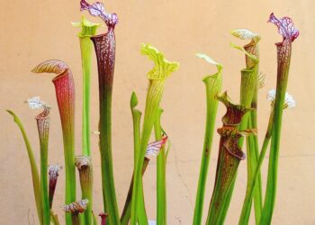Sarracenias: cómo cuidar estas plantas carnívoras que parecen salidas de otro planeta