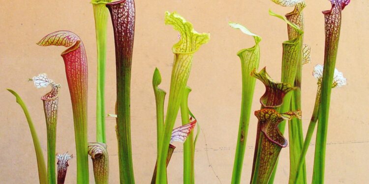 Sarracenias: cómo cuidar estas plantas carnívoras que parecen salidas de otro planeta