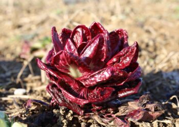 El radicchio rosso y la belleza de lo amargo en la huerta del “Viejo Farmer”