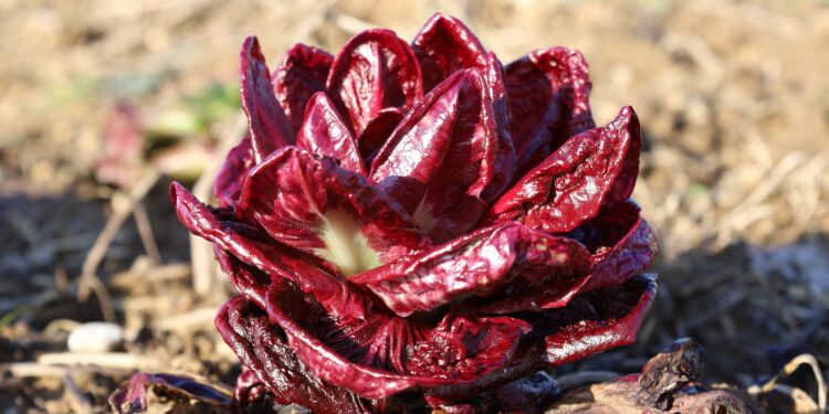 El radicchio rosso y la belleza de lo amargo en la huerta del “Viejo Farmer”
