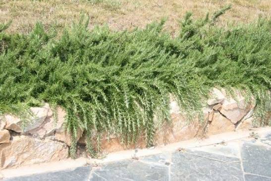 El romero que crece en cascada y llena de aroma la huerta