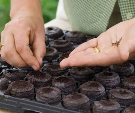 Pastillas de turba comprimida: una solución práctica para germinar semillas y multiplicar plantas