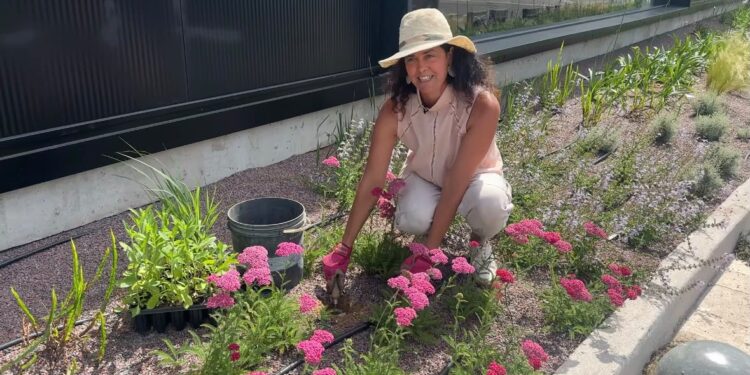 De Raíz: cómo funciona un jardín plantado en arena