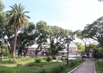 Las palmeras Fénix y la encrucijada cultural de conservarlas o dejarlas partir