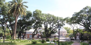 Las palmeras Fénix y la encrucijada cultural de conservarlas o dejarlas partir